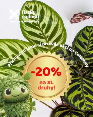 🌿 Lístky radosti – sleva 20 %! 🌿 Objev kouzlo Calathey XL – několik druhů těchto krásek, které stvořila příroda nyní v...