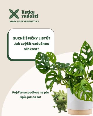 „Suché špičky listů? 👀 Ne vždy je na vině špatná zálivka – často jde o suchý vzduch v místnosti. 🌬️ Jak jim pomoct? 💧...