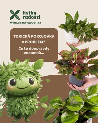 „Co vlastně znamená, že je rostlina toxická? 🤔 Není to tak, že by z ní unikaly jedy do vzduchu. 🌬️ Toxicita znamená, že...