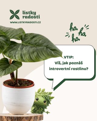 Ať si odlehčíme pondělí, máme pro vás vtípek! 😁🌱 👉 Víš, jak poznáš introvertní rostlinu? Mrkni do carouselu 😂🍃...